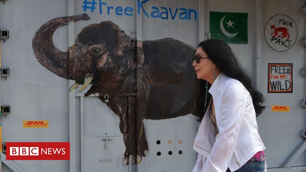 Найсамотніший слон у світі переїхав до заповідника у Камбоджі