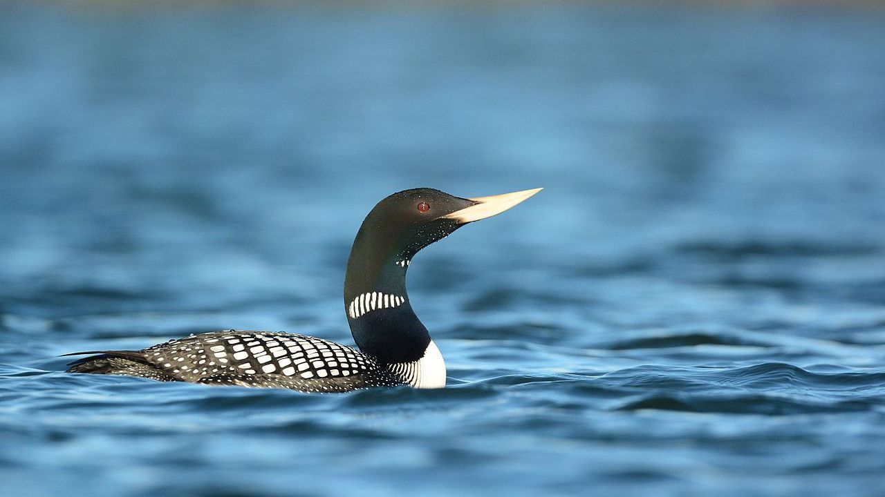Гагара чорношия оселилася у Чорнобилі - фото 1