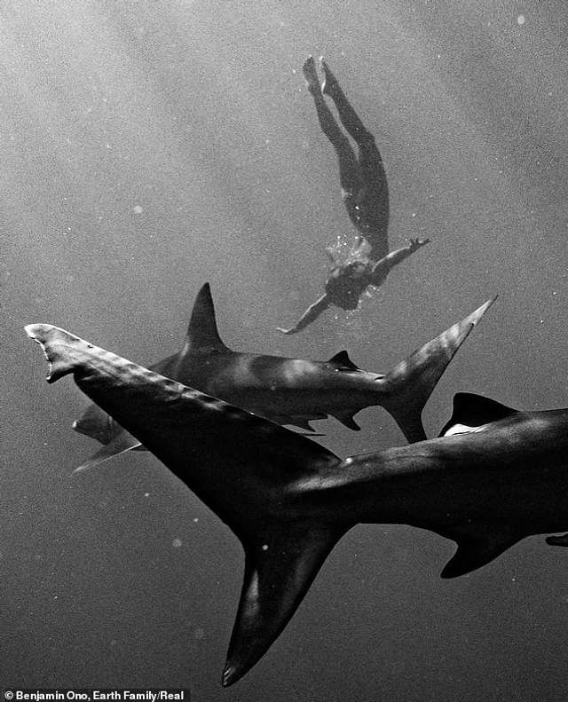 Модель Playboy знялася оголеною серед акули у водах Тихого океану: атмосферні фото - фото 437795