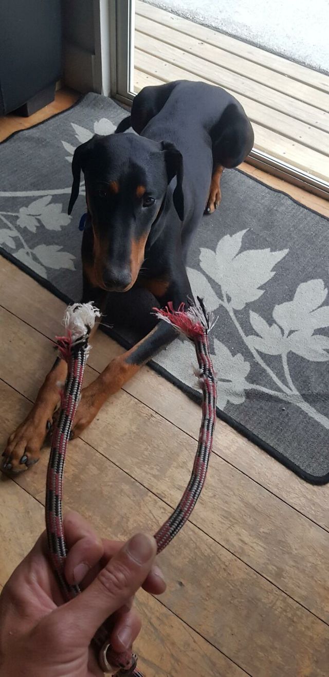 Ross Boorman - фото 438324