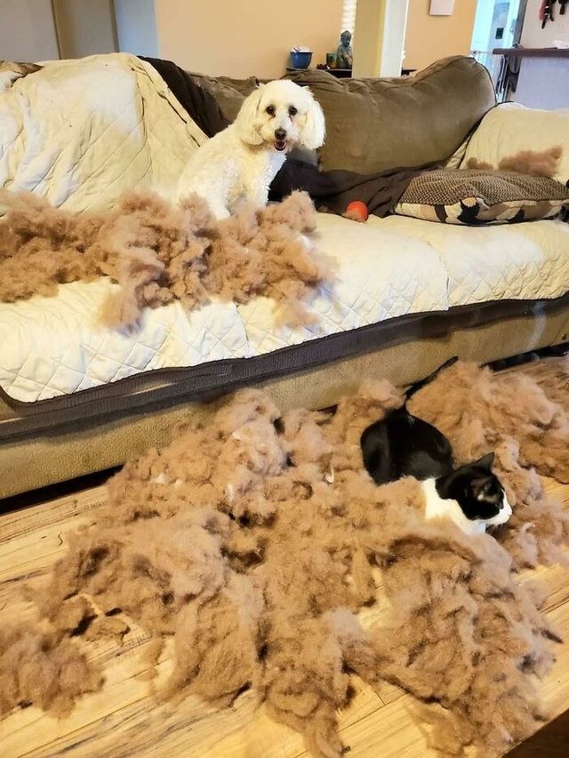 Mayra Titus - фото 438328