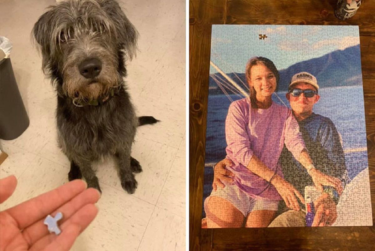 Упіймали на гарячому: епічні фото собак, які добряче провинились