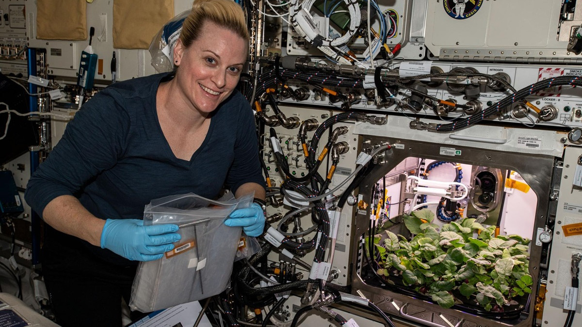 Астронавти зібрали на МКС перший урожай редиски: фото - фото 1