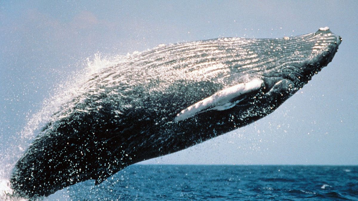 Горбаті кити повертаються до Нью-Йорка - фото 1