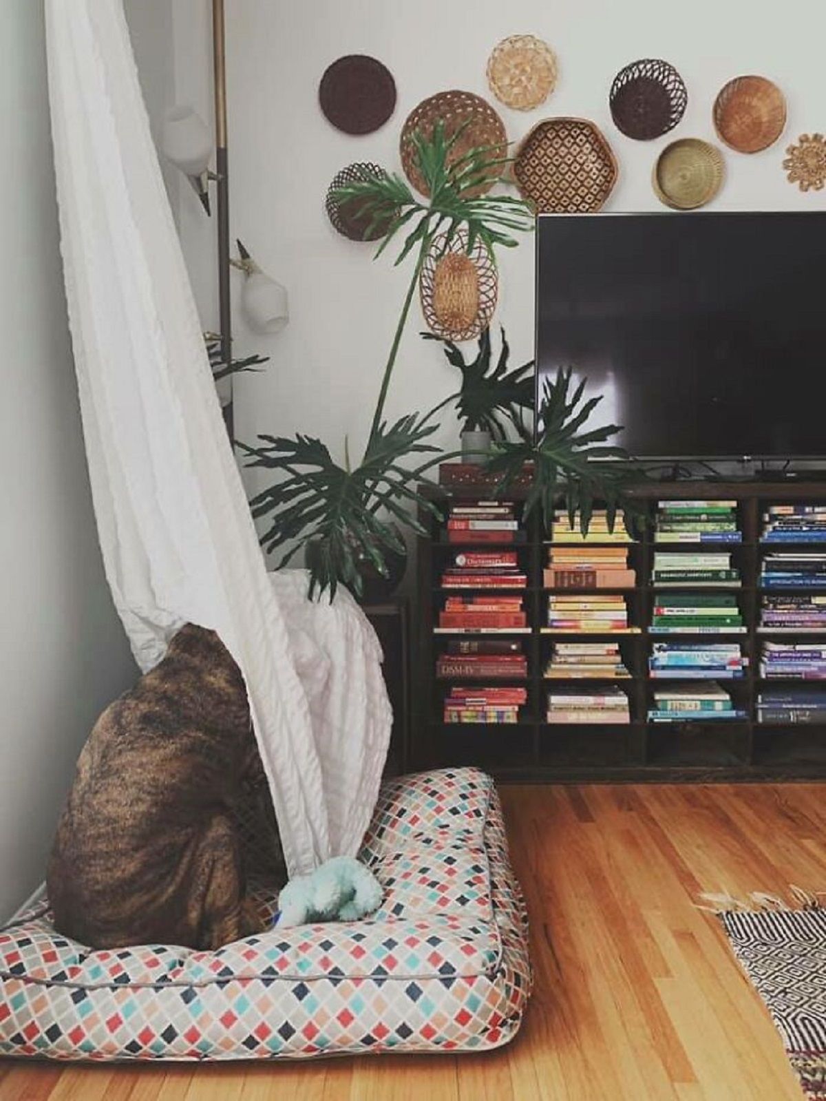 Знайдіть тварину на фото: кумедні кадри, які змушують подивитись двічі