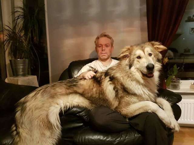 Великі собаки, які забувають про свої розміри: кумедні фото - фото 438820