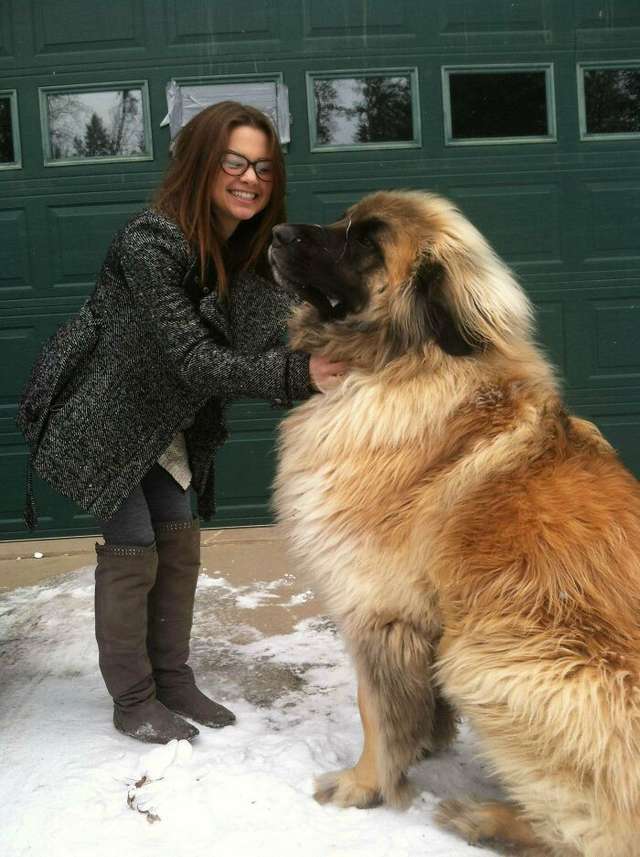 Великі собаки, які забувають про свої розміри: кумедні фото - фото 438822