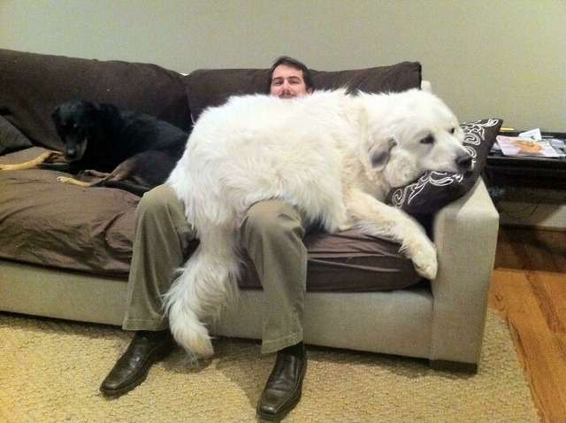 Великі собаки, які забувають про свої розміри: кумедні фото - фото 438826
