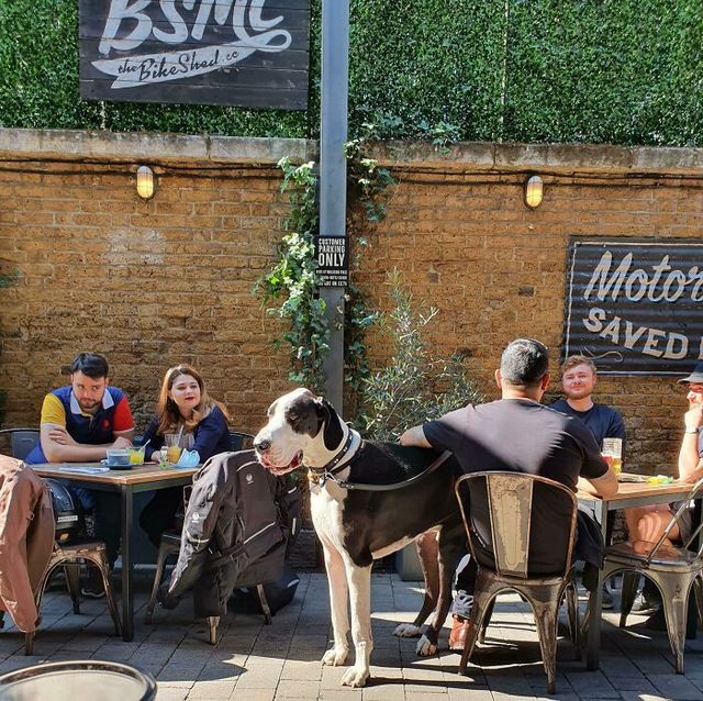 Великі собаки, які забувають про свої розміри: кумедні фото - фото 438834