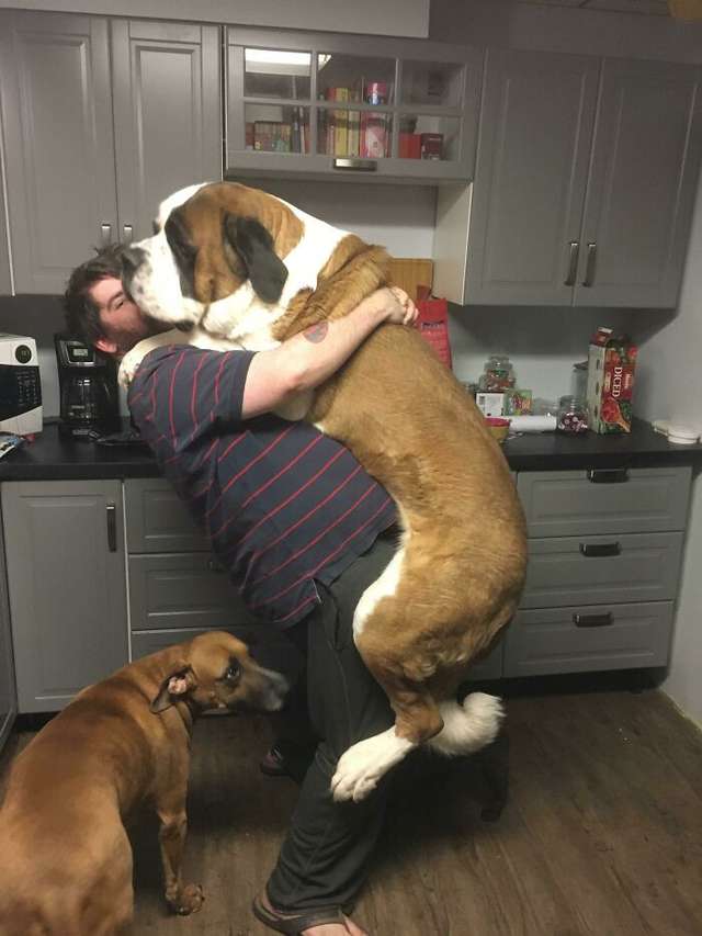 Великі собаки, які забувають про свої розміри: кумедні фото - фото 438837