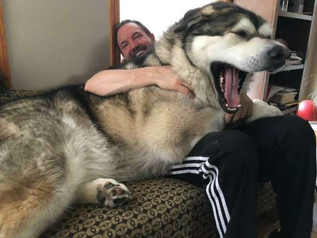 Великі собаки, які забувають про свої розміри: кумедні фото - фото 438839