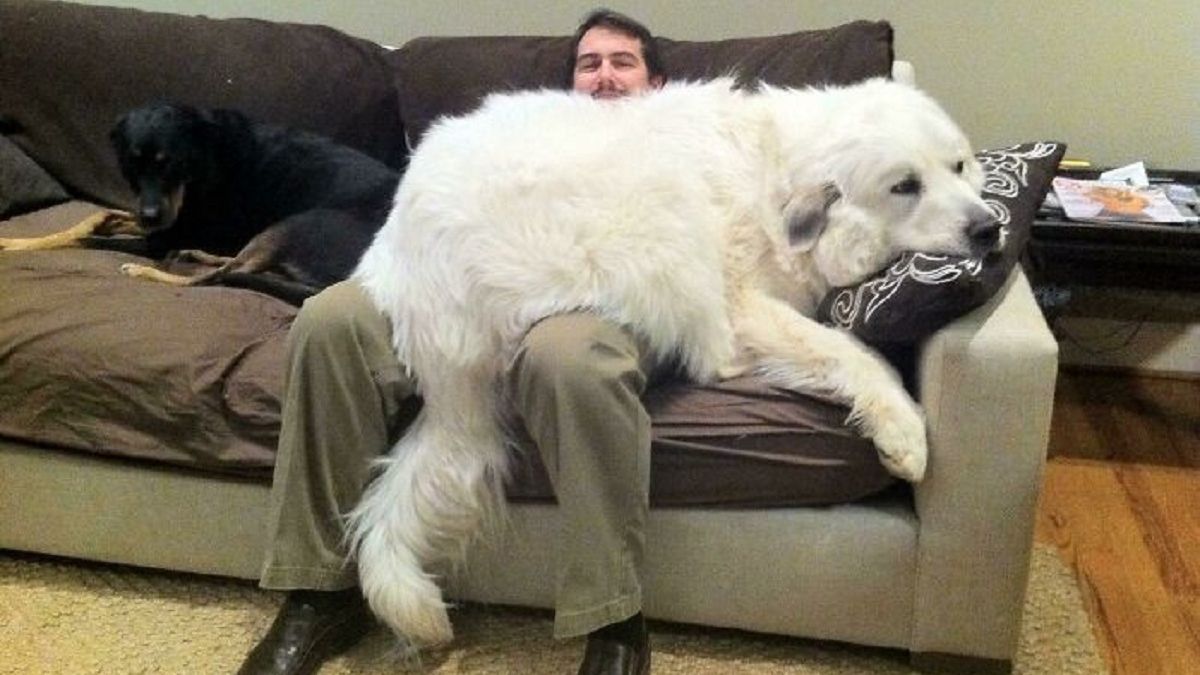 Коли маєш дуже велику собаку - фото 1