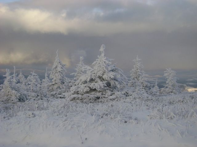 У мережі з'явилися видовищні фото засніжених Карпат - фото 439166