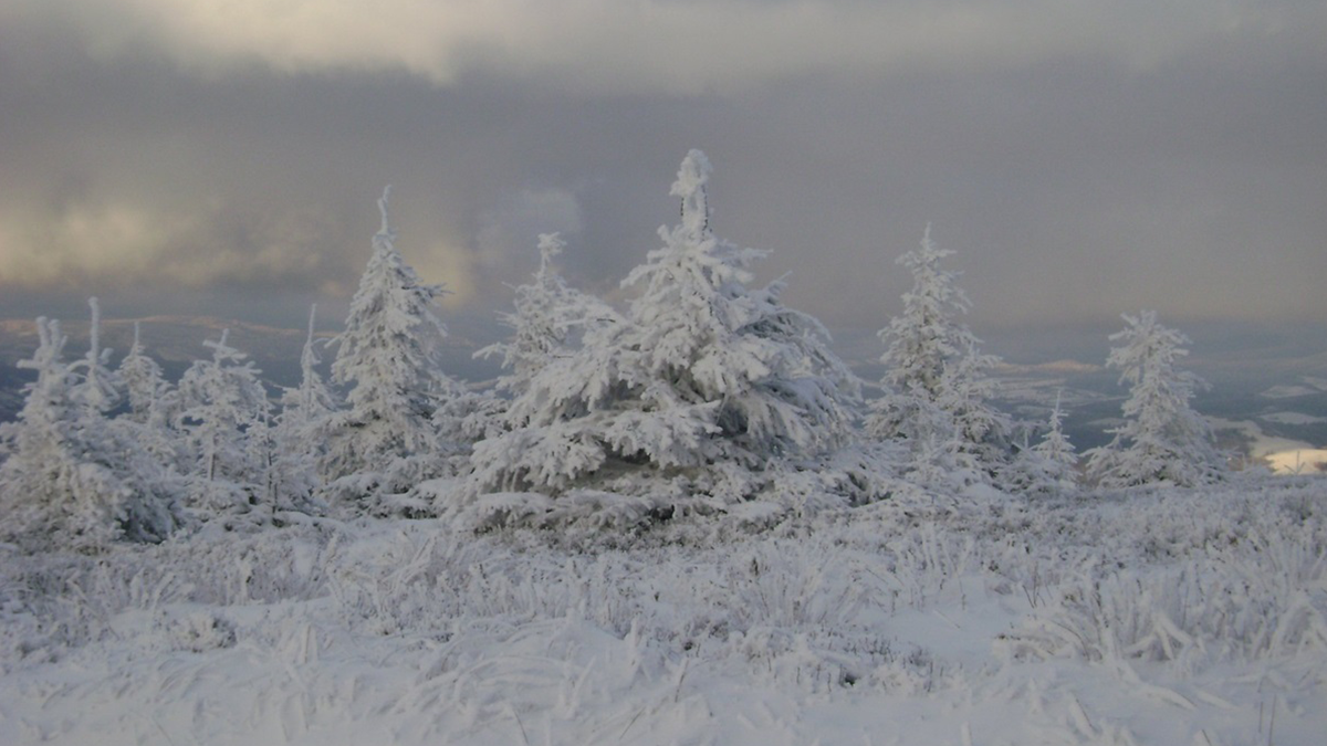 Засніжені Карпати - фото 1