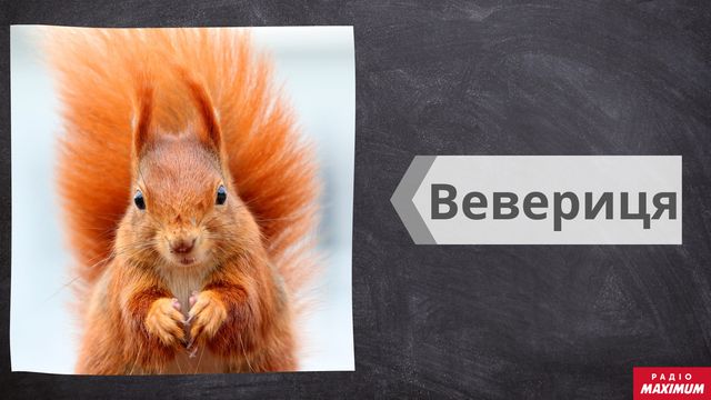 Говори красиво: 10 діалектних слів з української мови, які варто запам'ятати - фото 439509