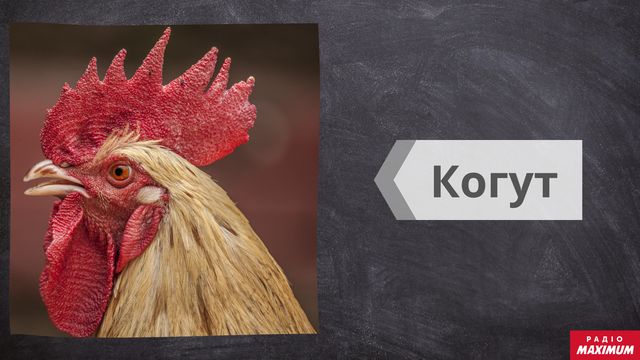 Говори красиво: 10 діалектних слів з української мови, які варто запам'ятати - фото 439511