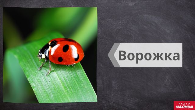 Говори красиво: 10 діалектних слів з української мови, які варто запам'ятати - фото 439513