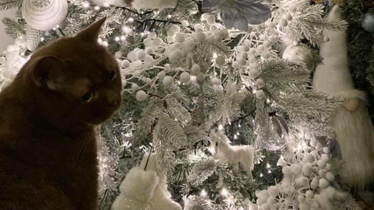 Знайдіть на фото другого кота: дівчина спантеличила мережу новорічною головоломкою - фото 1