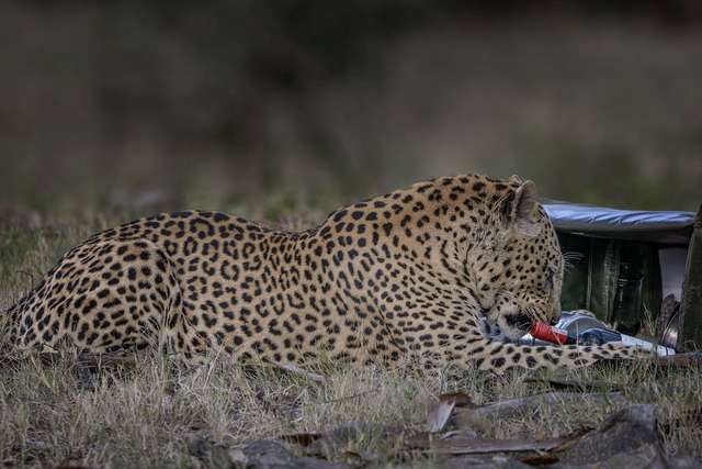 Справжній естет: леопард викрав у пари вино та бокали, щоб і собі розслабитися - фото 439880
