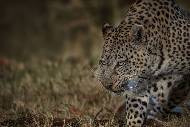 Справжній естет: леопард викрав у пари вино та бокали, щоб і собі розслабитися - фото 439881