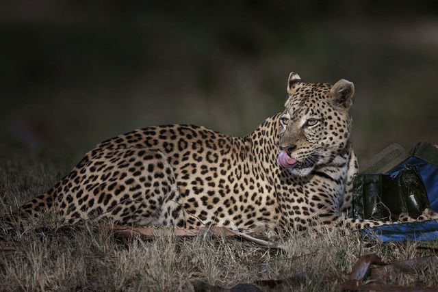 Справжній естет: леопард викрав у пари вино та бокали, щоб і собі розслабитися - фото 439882