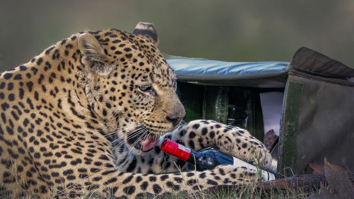 Леопард поцупив вино у пари під час Сафарі - фото 1
