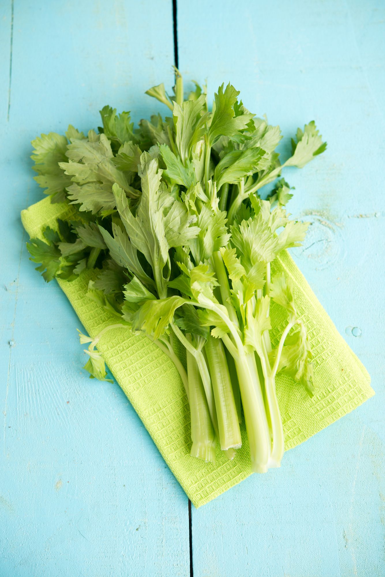 Названі цілющі властивості звичайної селери