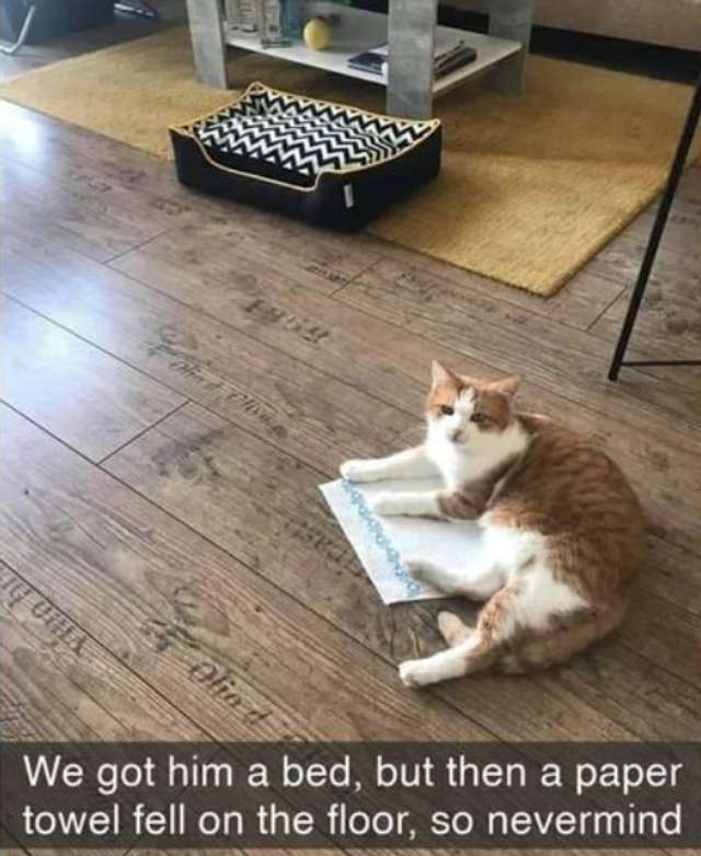 Життя з котом в одному кадрі: кумедне фото підкорює Reddit - фото 440053