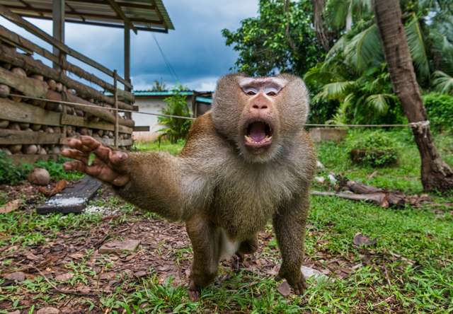 У мавп виявили психологічну особливість, як у людини - фото 440261