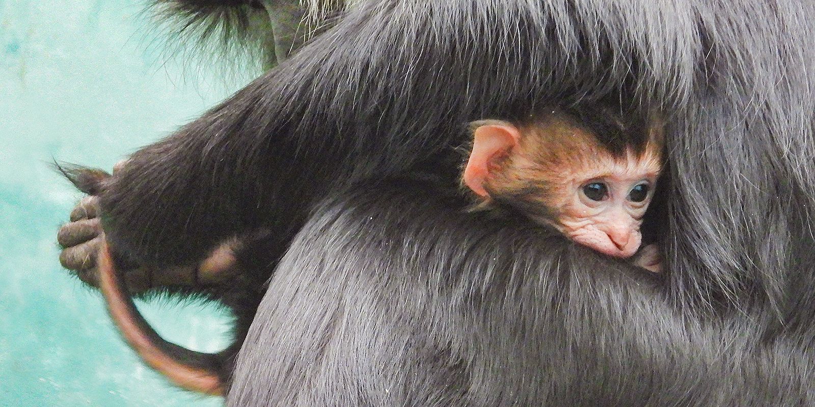 У мавп виявили психологічну особливість, як у людини