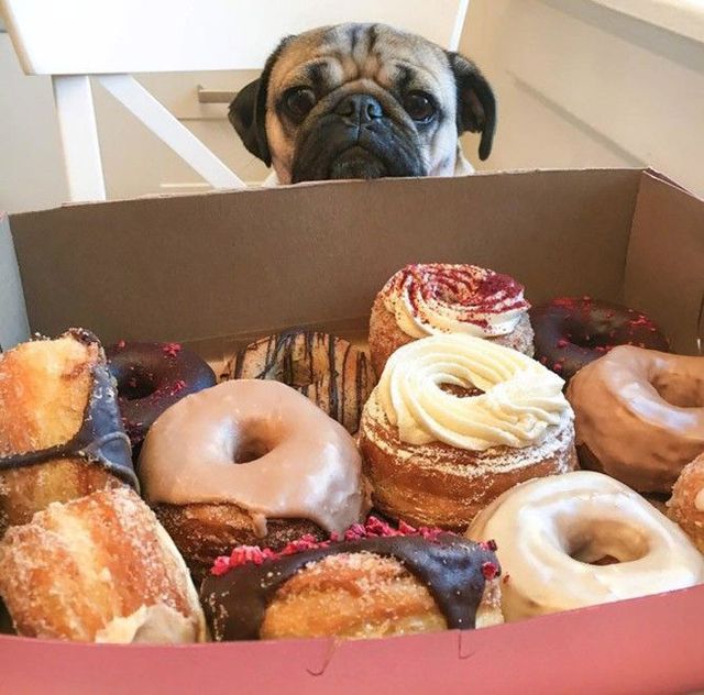 Мопси і їжа: драматичні фото, від яких важко втримати сміх - фото 440491