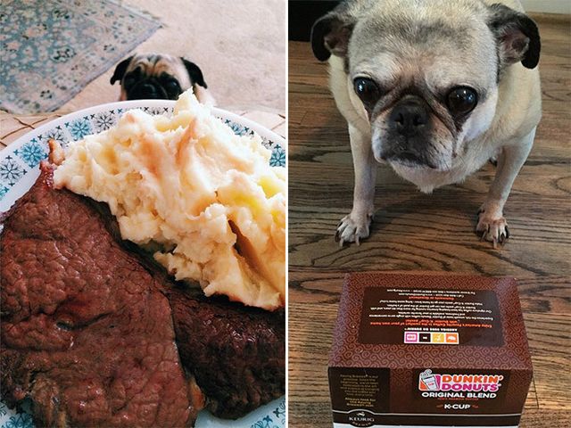 Мопси і їжа: драматичні фото, від яких важко втримати сміх - фото 440493