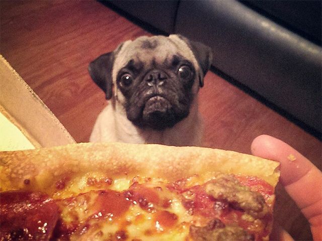 Мопси і їжа: драматичні фото, від яких важко втримати сміх - фото 440495