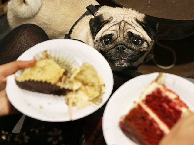 Мопси і їжа: драматичні фото, від яких важко втримати сміх - фото 440498