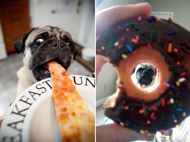 Мопси і їжа: драматичні фото, від яких важко втримати сміх - фото 440499