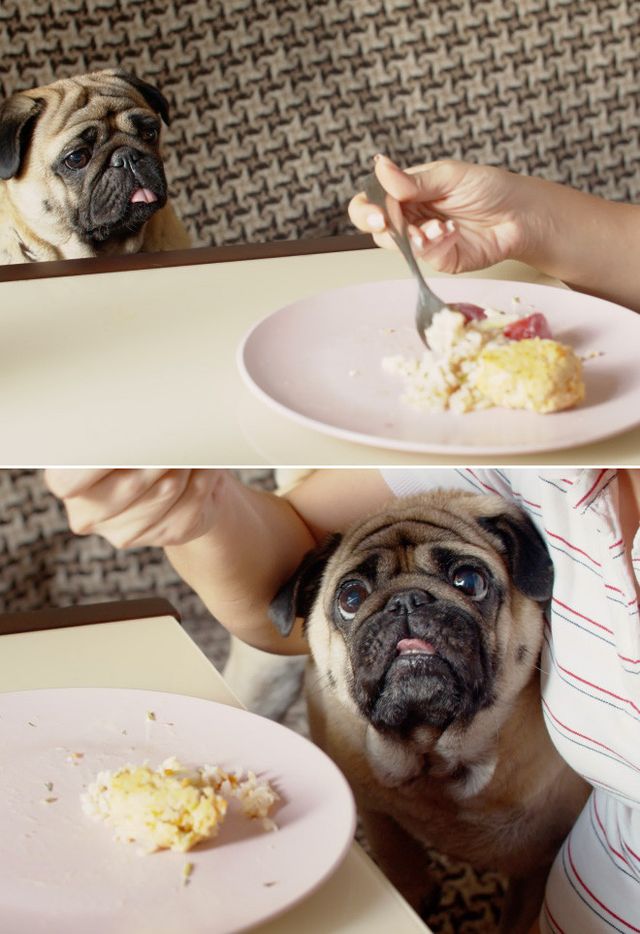 Мопси і їжа: драматичні фото, від яких важко втримати сміх - фото 440502