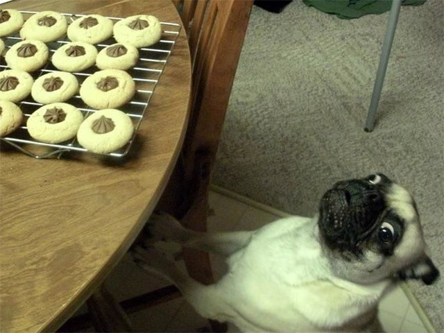 Мопси і їжа: драматичні фото, від яких важко втримати сміх - фото 440503