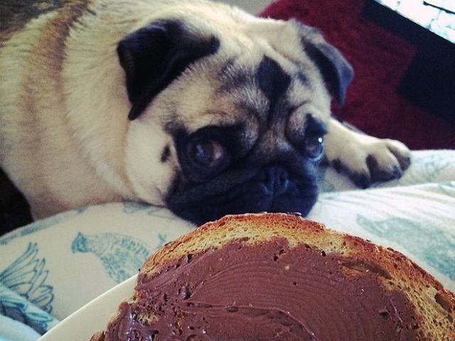 Мопси і їжа: драматичні фото, від яких важко втримати сміх - фото 440504