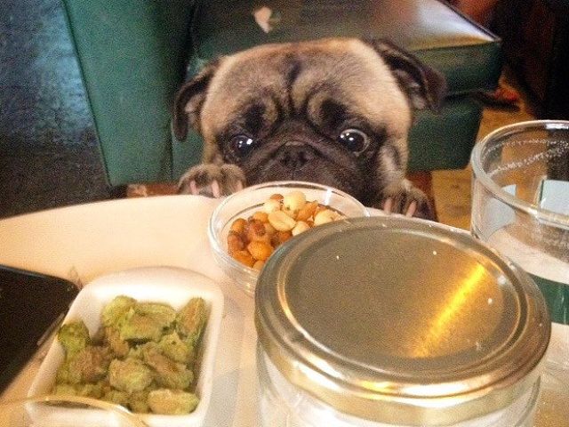 Мопси і їжа: драматичні фото, від яких важко втримати сміх - фото 440506