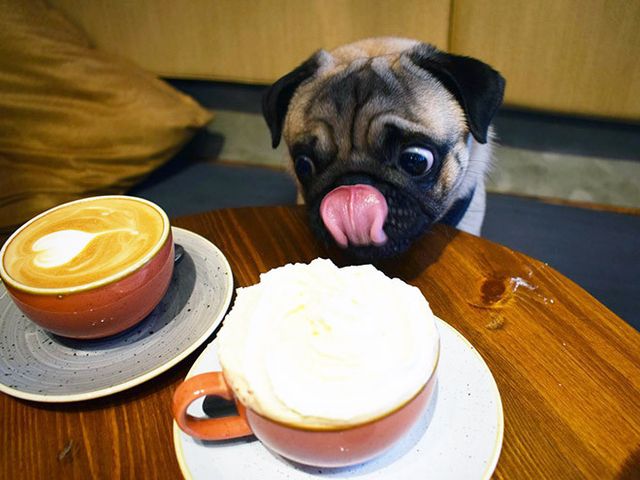 Мопси і їжа: драматичні фото, від яких важко втримати сміх - фото 440507