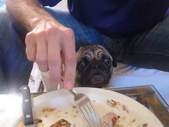 Мопси і їжа: драматичні фото, від яких важко втримати сміх - фото 440508