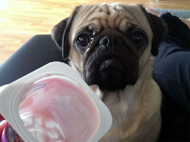 Мопси і їжа: драматичні фото, від яких важко втримати сміх - фото 440509