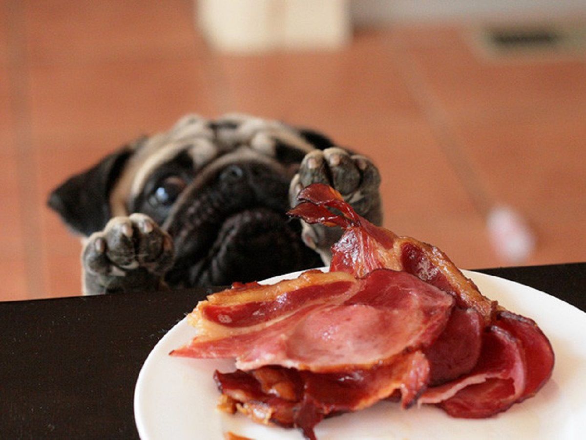 Голодні мопси - фото 1