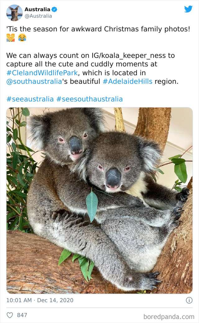 Без снігу і з коалами: як насправді виглядає Різдво в Австралії (фото) - фото 440632