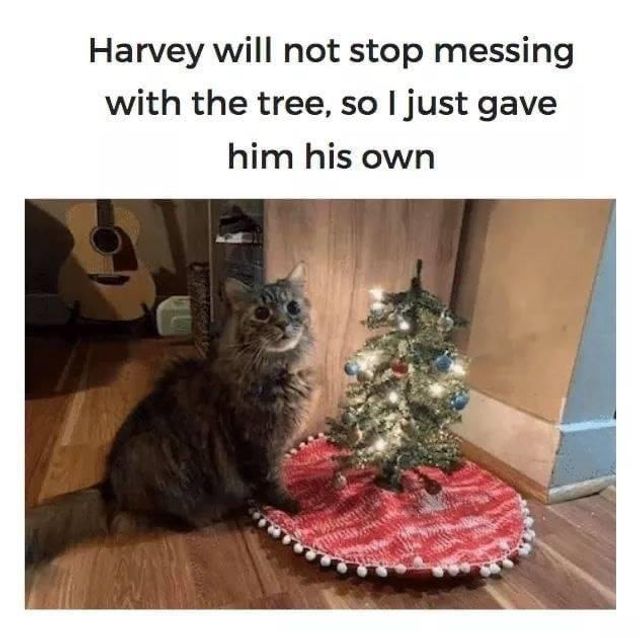 Як поставити ялинку, якщо вдома кіт: простий лайфхак - фото 440730