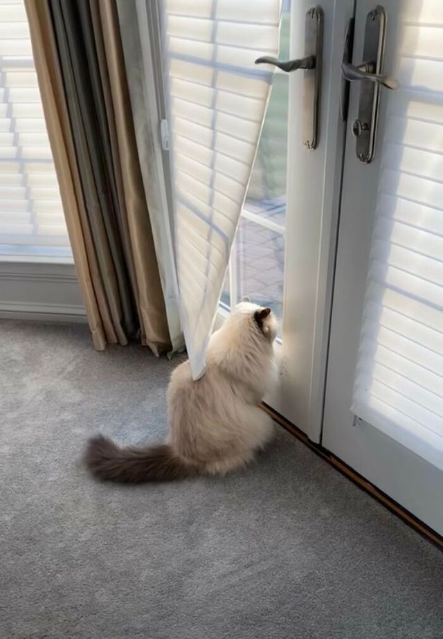 alLAURgator - фото 440855