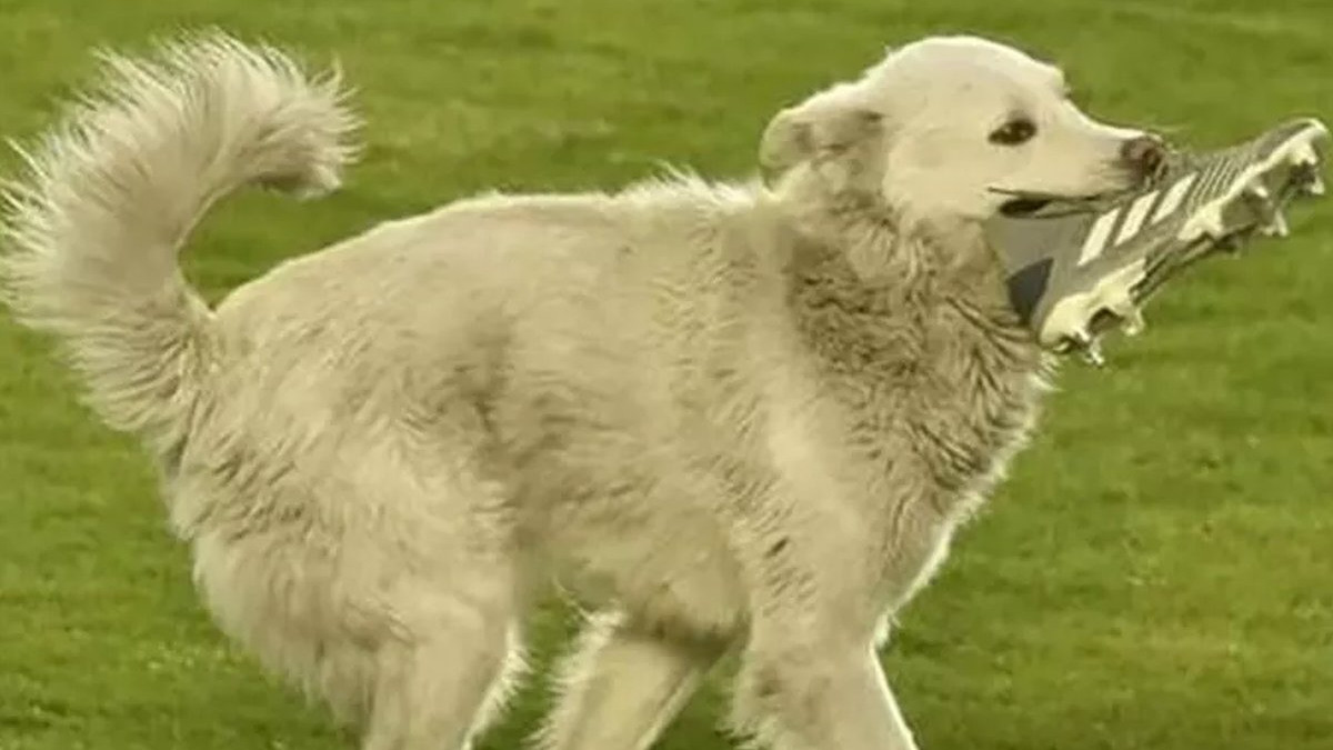 Собака перервав футбольний матч, вибігши на поле з бутсою в зубах: кумедне відео - фото 1