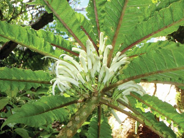 Картопля фрі: на Гаваях знайшли незвичайну квітку - фото 441536