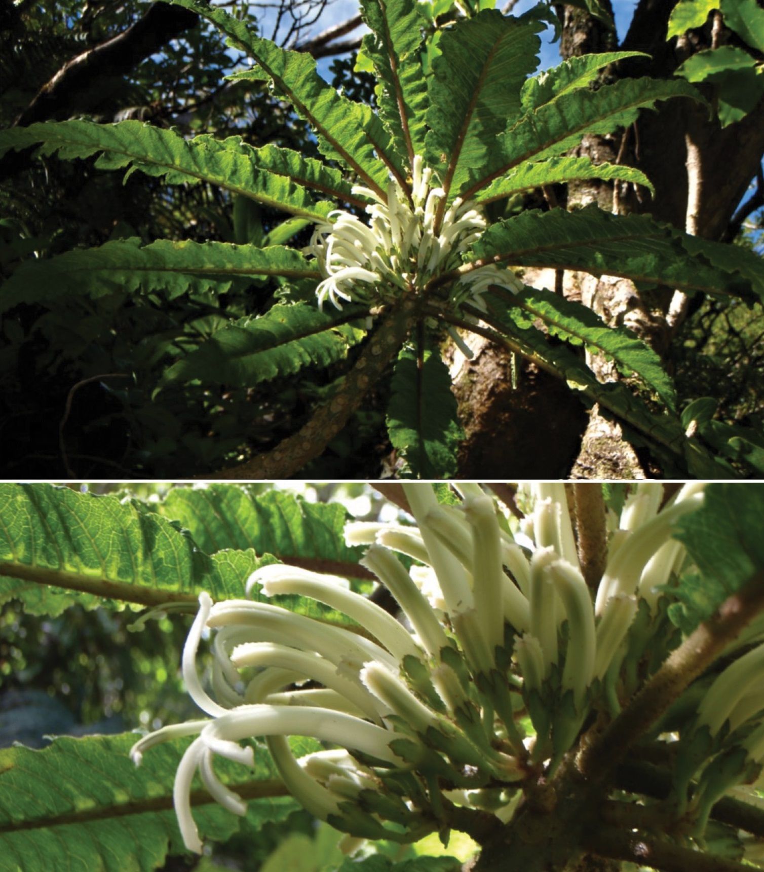 Картопля фрі: на Гаваях знайшли незвичайну квітку