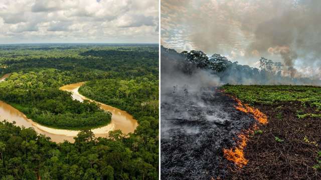 Амазонські ліси можуть незабаром перетворитися та посушливу рівнину: прогноз учених - фото 441673